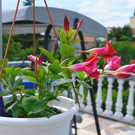 Апартаменты Biondi Viskovo